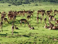 Impala in the Sun, Shamwari Game Reserve, &copy;Keith Butler